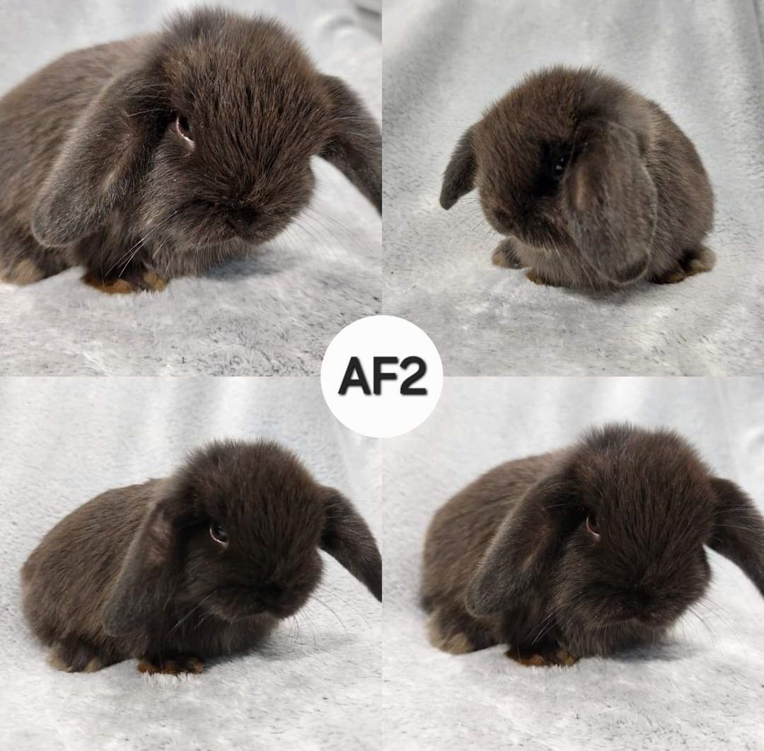 Królik Baranek Miniaturka MINI LOP