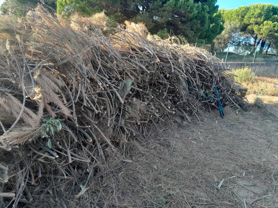 Lenha seca de pinho manso