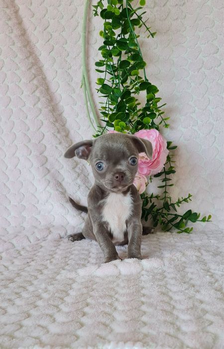 Estupenda menina lilac chihuahua/chiuaua de Qualidade