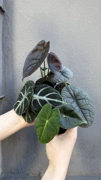 Alocasia Cuprea Red, Silver Dragon, Scalprum, Ninja, Amazonica Dwarf