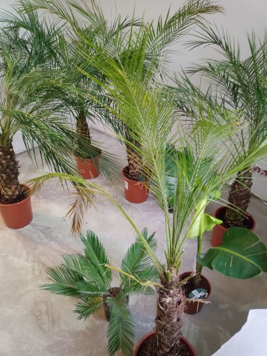 Rośliny egzotyczne palmy daktylowce