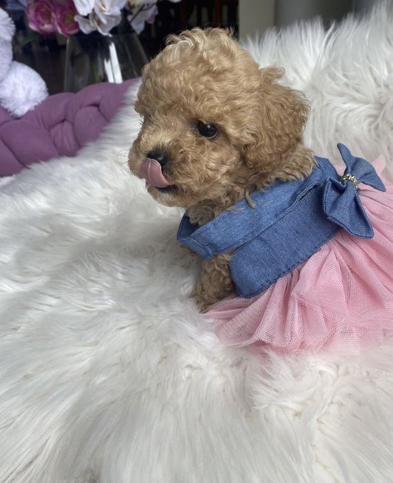 Мальтіпу ф1