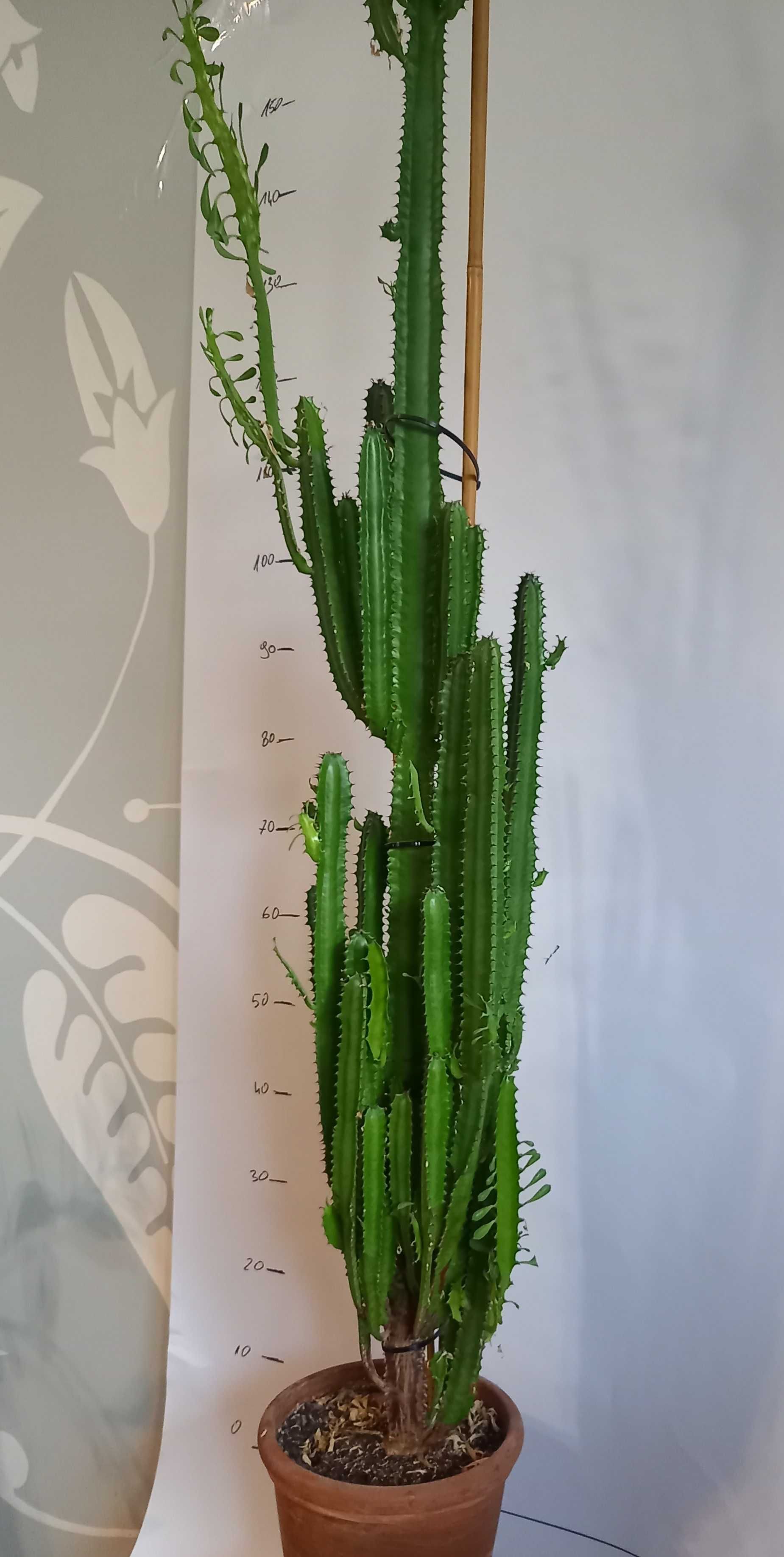 kaktus doniczkowy, około 150 cm wysokości,
