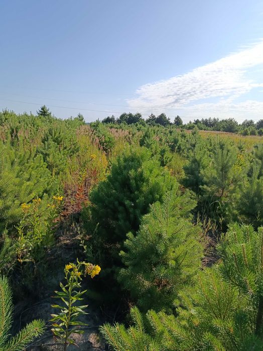 Продам сосну в комі