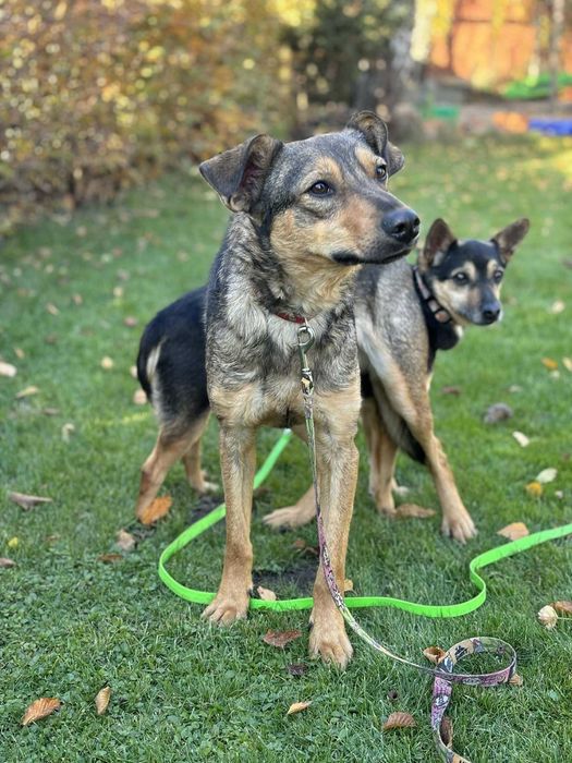 Ponad połowę życia w przytulisku podaruj mu dom