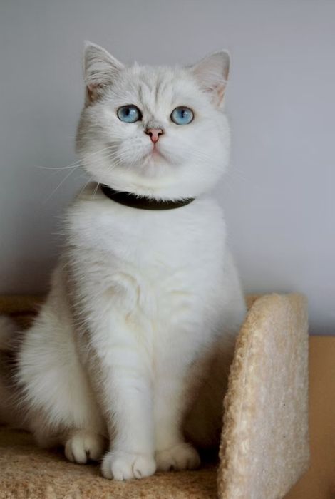 Срібна шиншила. Британські кошенята