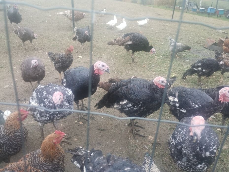 Indyki koguty zielononóżki