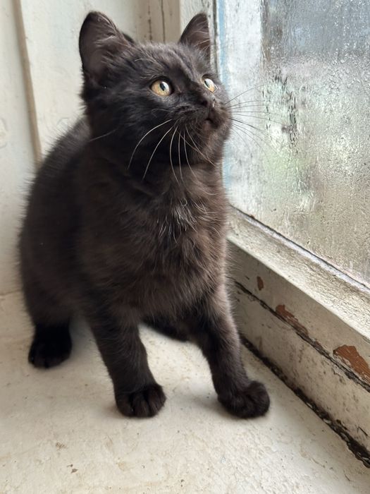 Віддам кошеня в люблячу родину