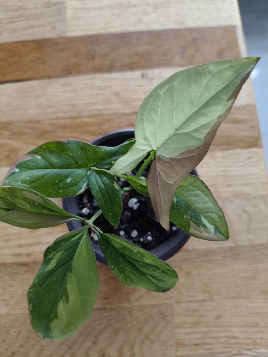 Syngonium red spod trikolor
