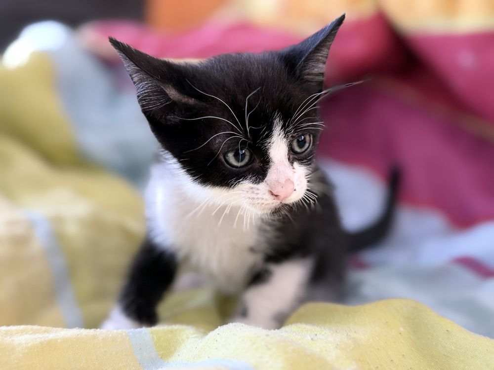 Gatinhos para adopçao 7 semanas