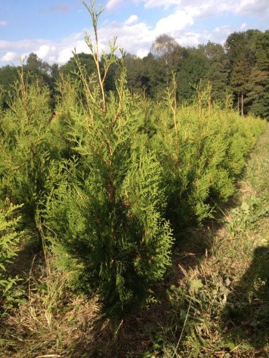 Tuja thuja złotokończasta aureospicata 120cm-130cm MEGAOKAZJA!!