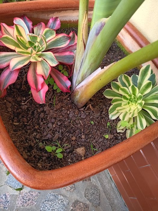 Suculentas,plantas de várias espécies e de coleção