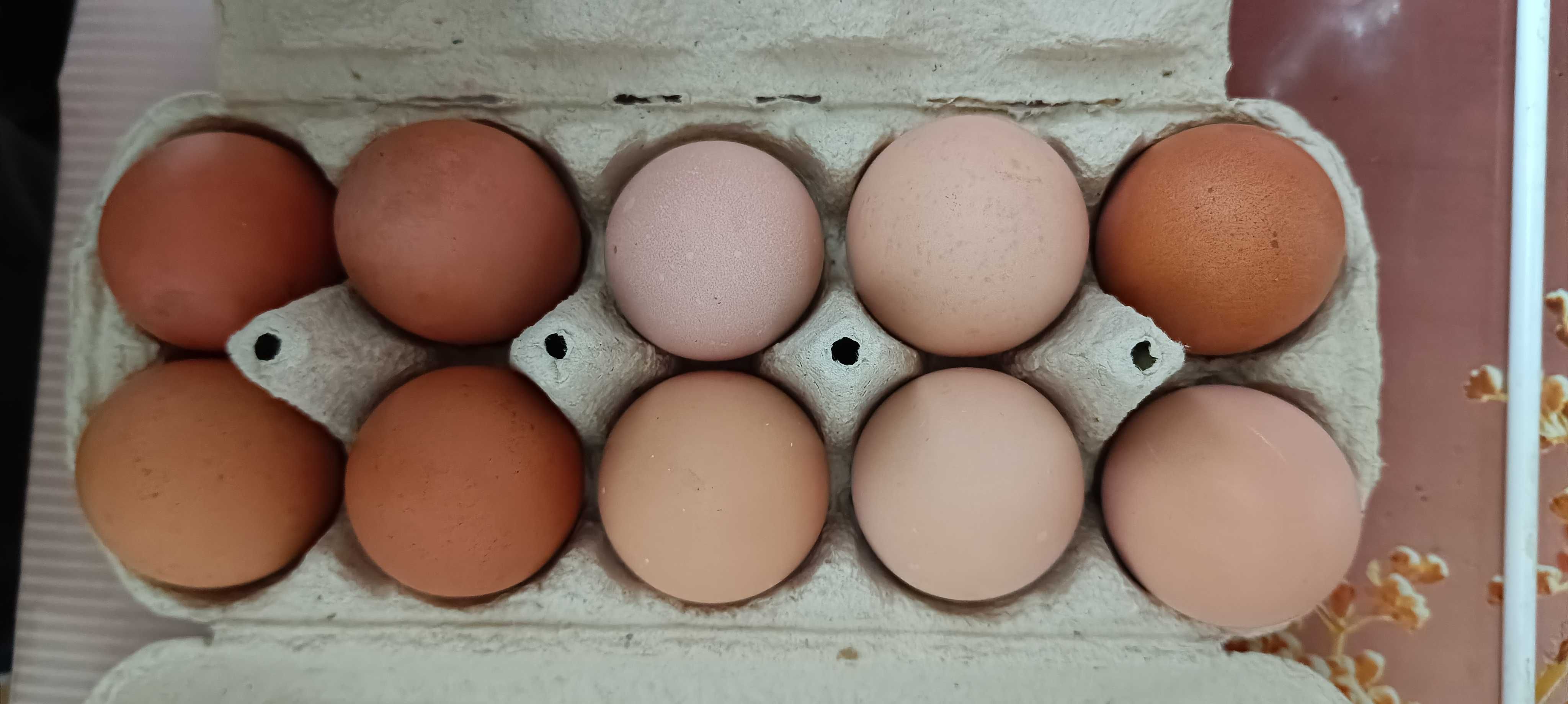 Свіжі домашні яйця від вільно-гуляючих курей — Натуральні та здорові!