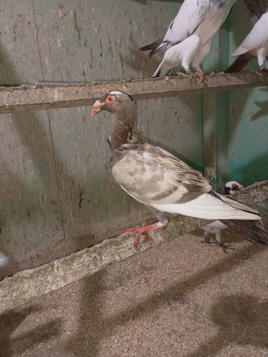 Gołębie rzeszowskie 2024/2025 samice i samce