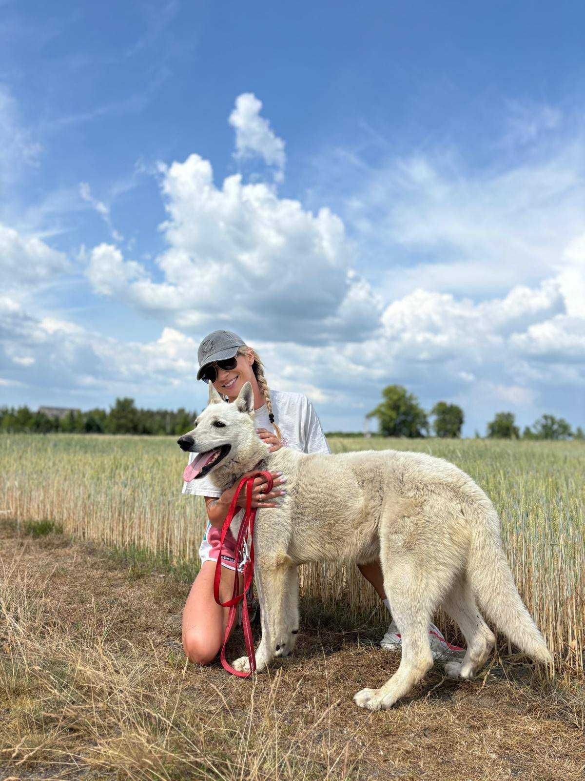 4 letni pies Romeo, dogaduje się z suczkami