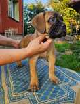 Cane Corso - piękny szczeniaczek FCI ZKwP
