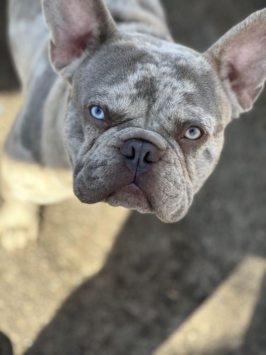 Вязка французского бульдога