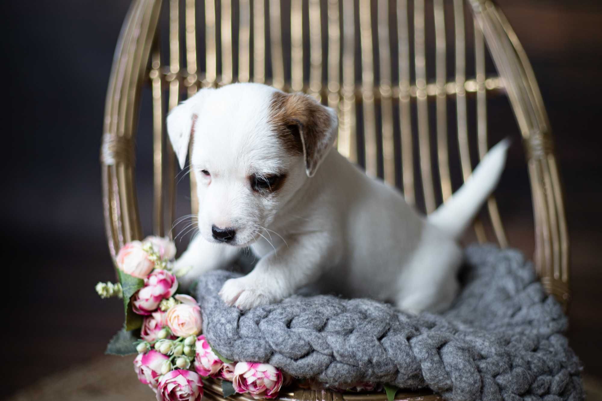 Gładkowłosy piesek Jack Russell Terrier FCI