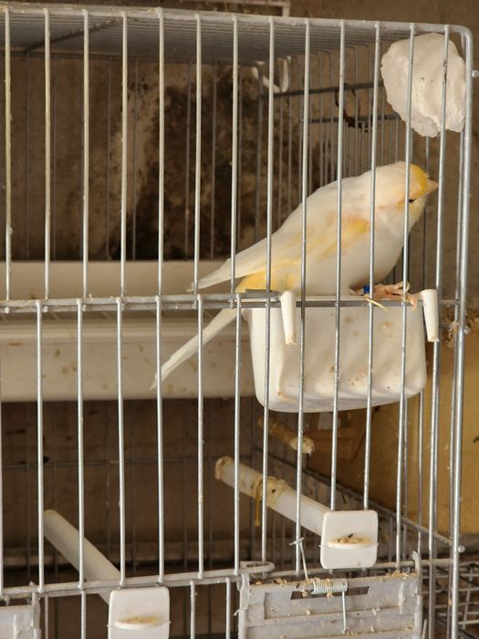 Diamante gould e canário