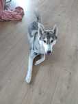 Doação de Husky siberiano