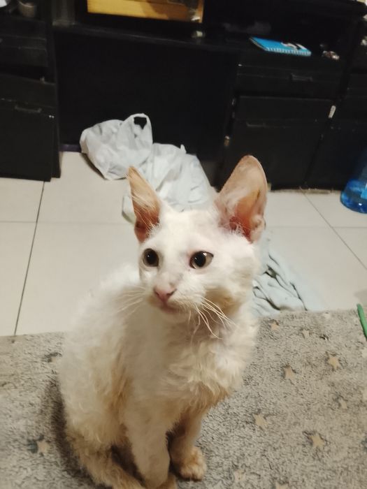 Котик донской. Сфинкс. Браш род. 17 09