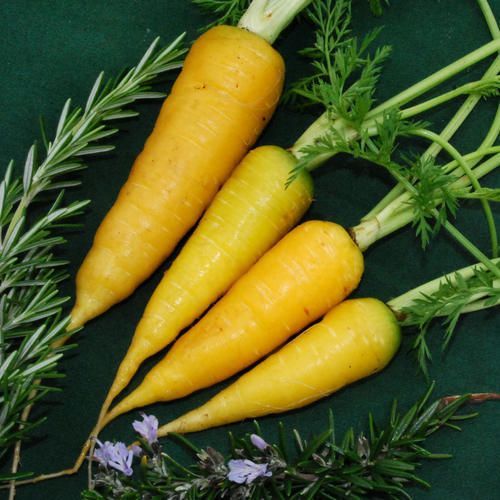 50 sementes de Cenoura Amarela - Daucus carota