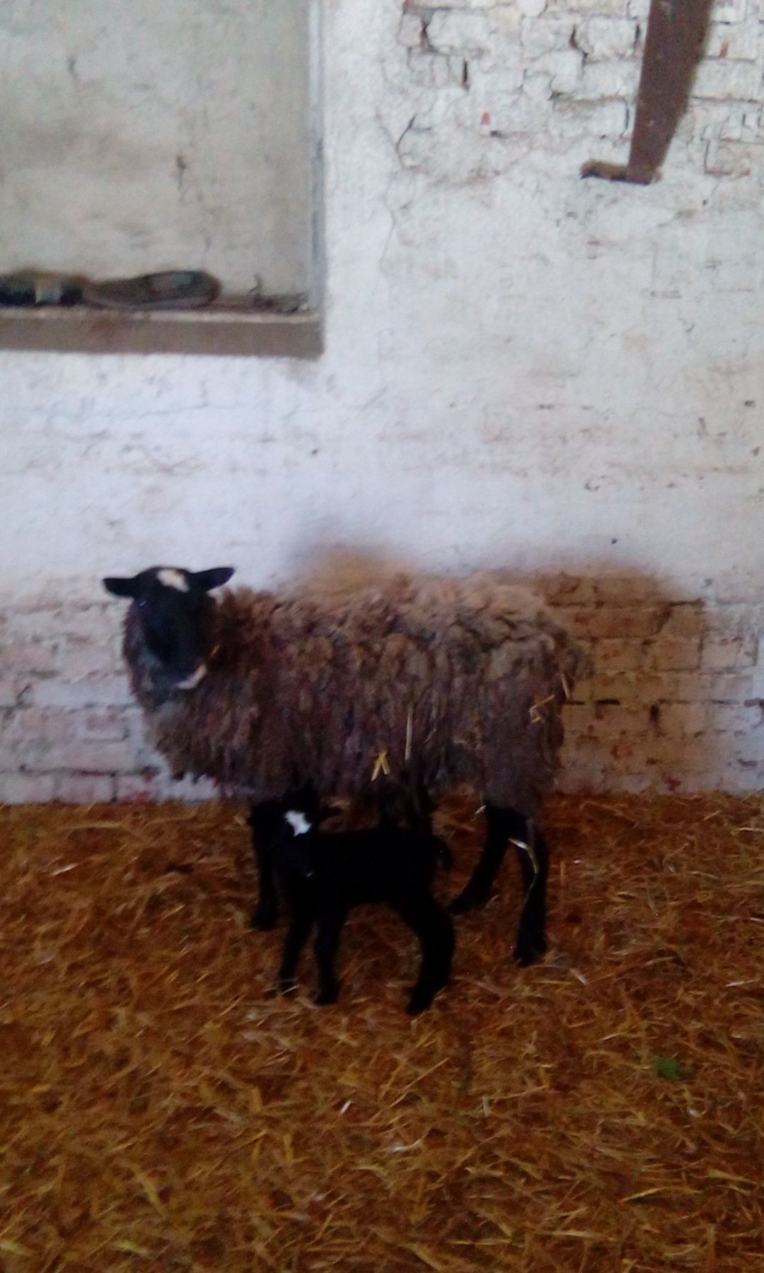 Продам стадо овечок Романівської породи