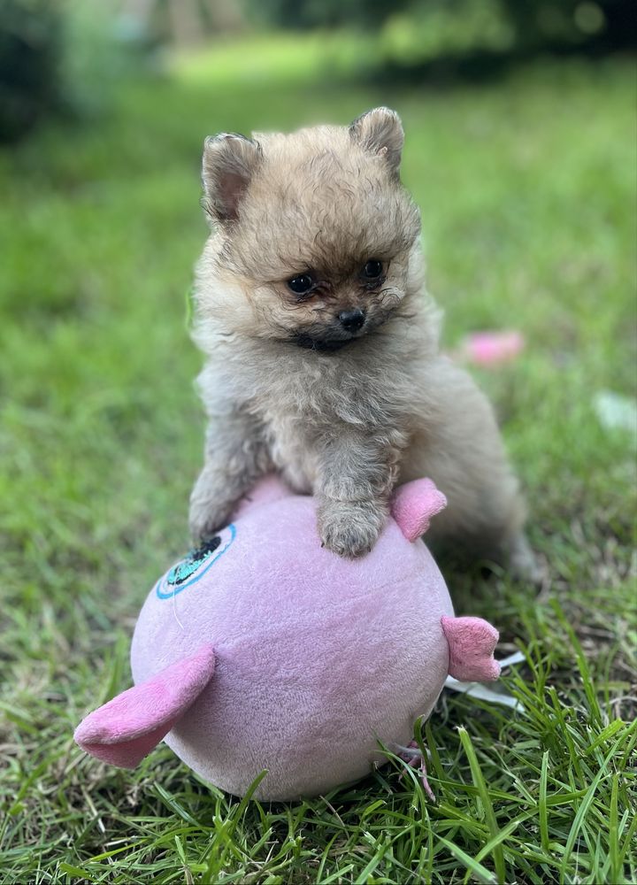 Pomeranian Szpic Miniaturowy Suczka