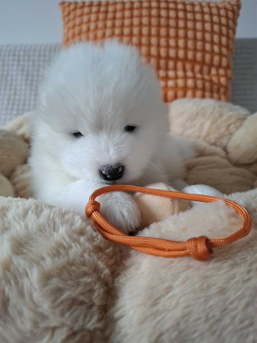 Samoyed Szczeniak ZKwP FCI