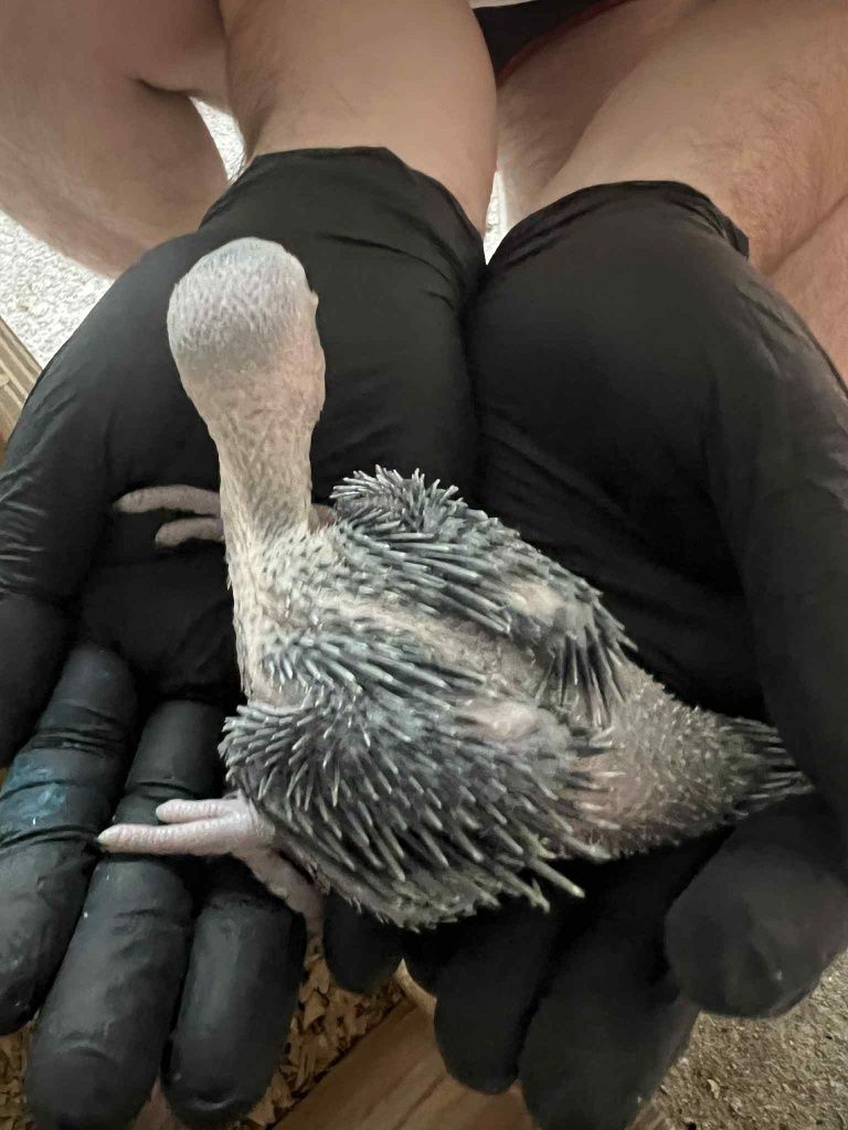 Ring necks para acabar de criar a mão