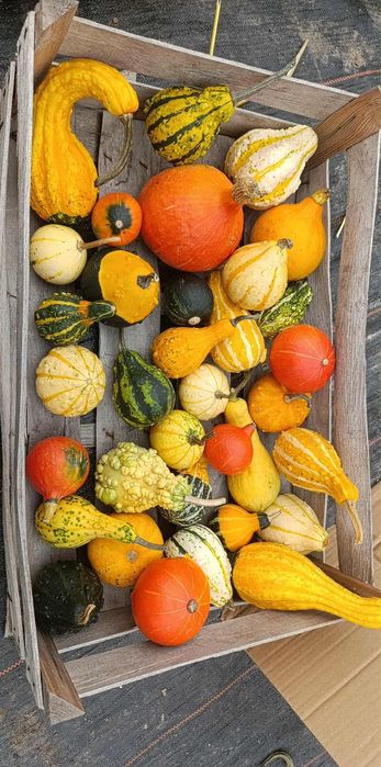 Mix dyni ozdobnej 30 szt