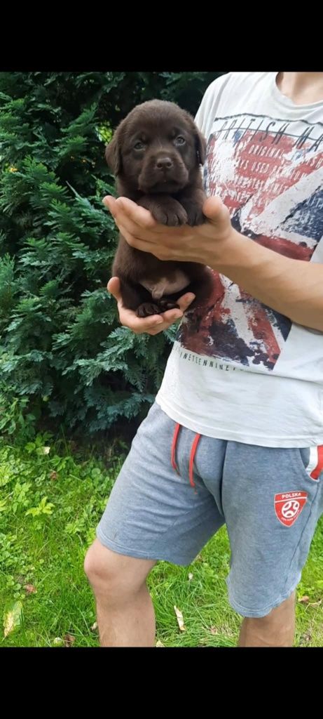Labrador czekoladowe szczenię