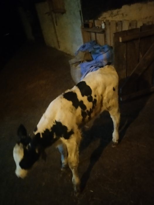 witam spszedam byczka