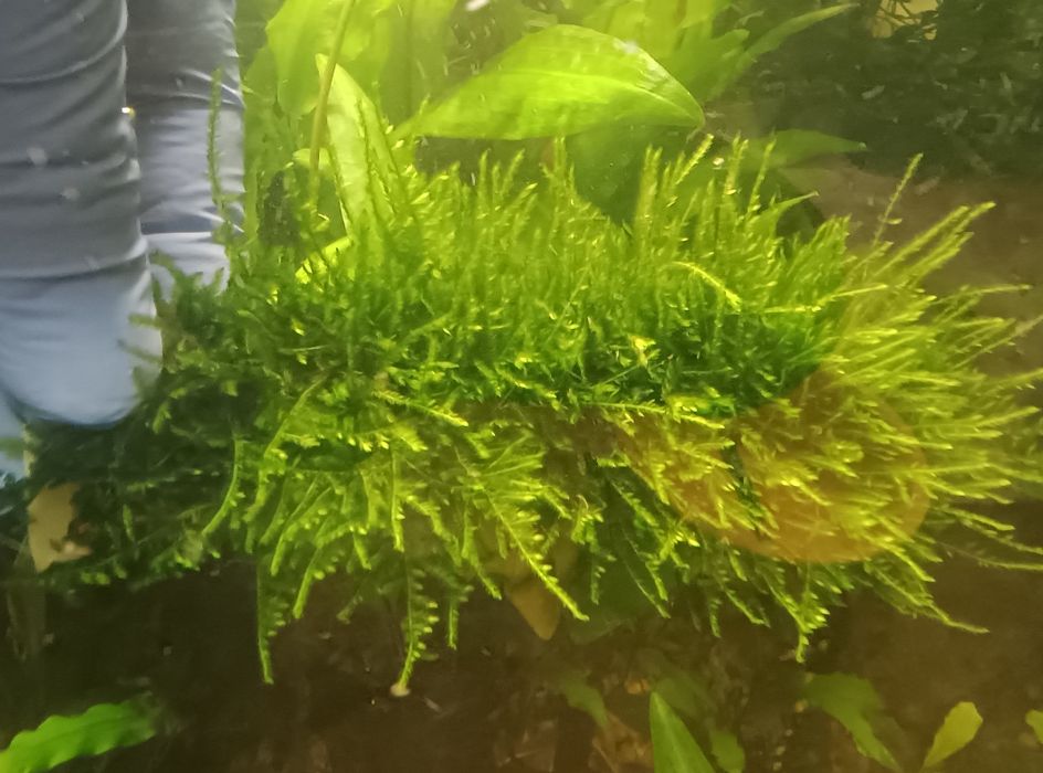 Peacock moss . Mech pawi.