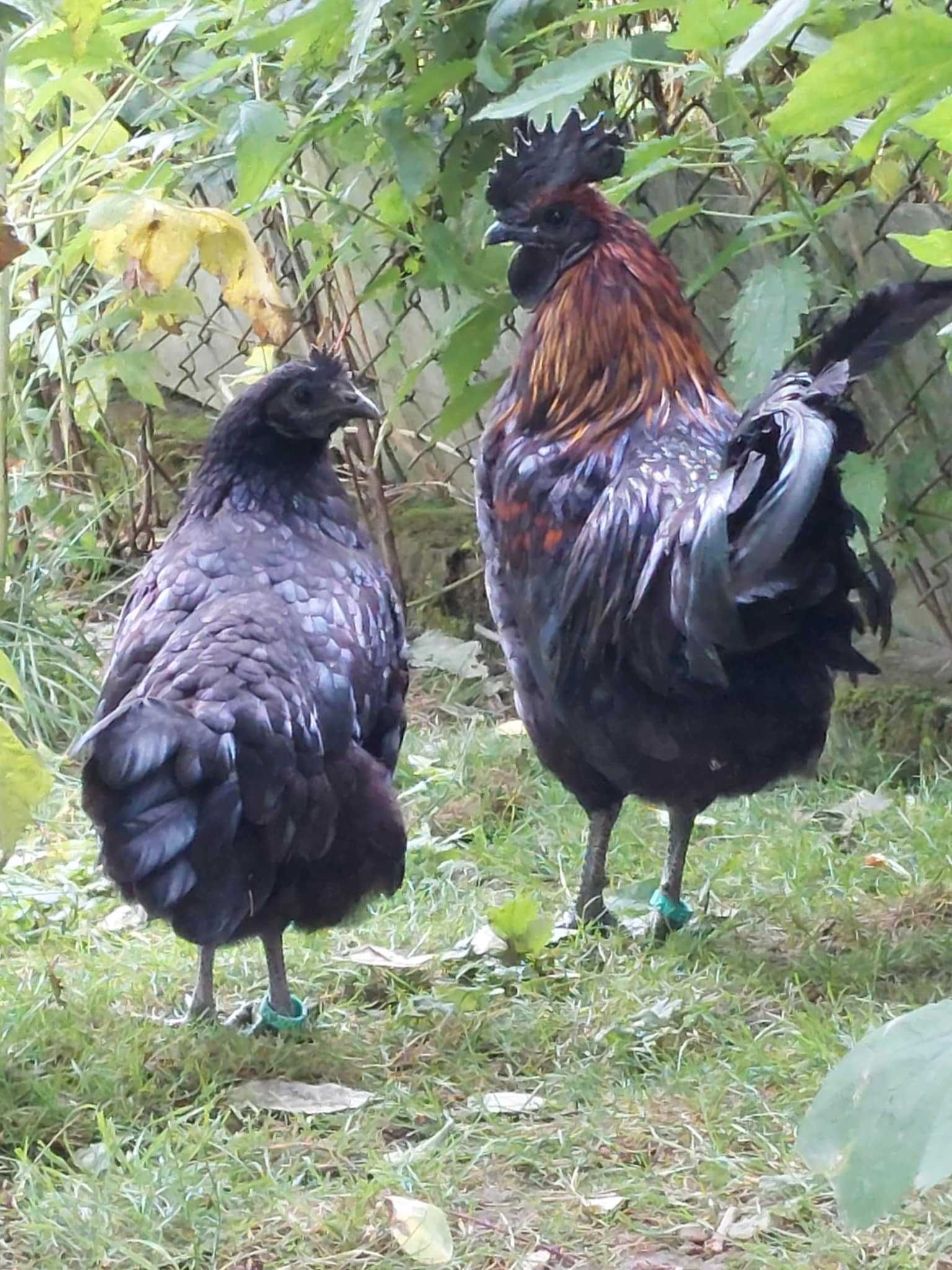Kury Ayam Cemani