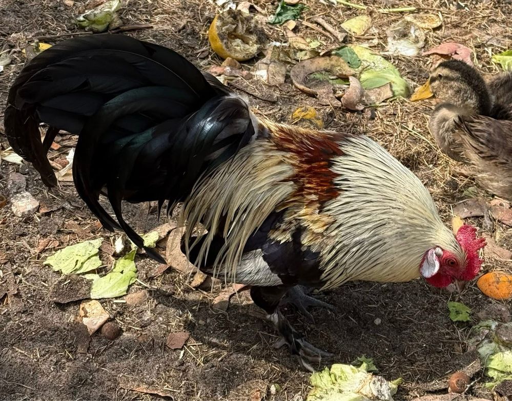 Varias aves disponiveis