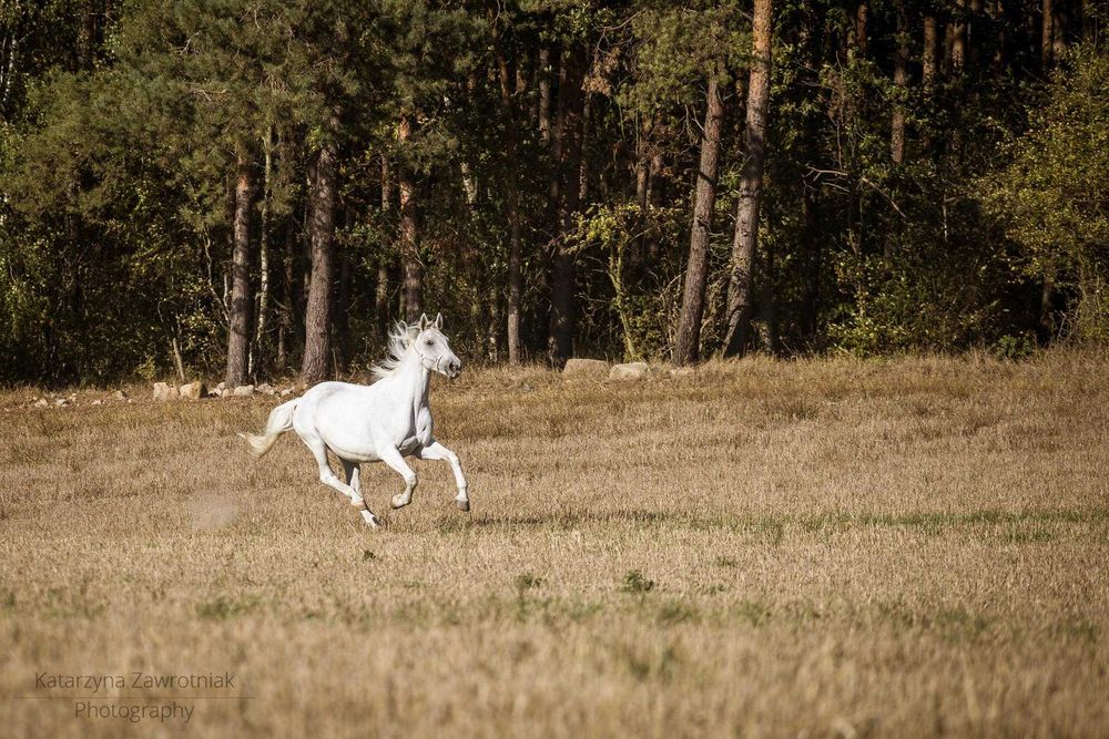 Współdzierżawa konia Poznań