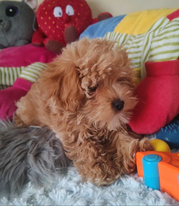 Maltipoo Piękny Czesio