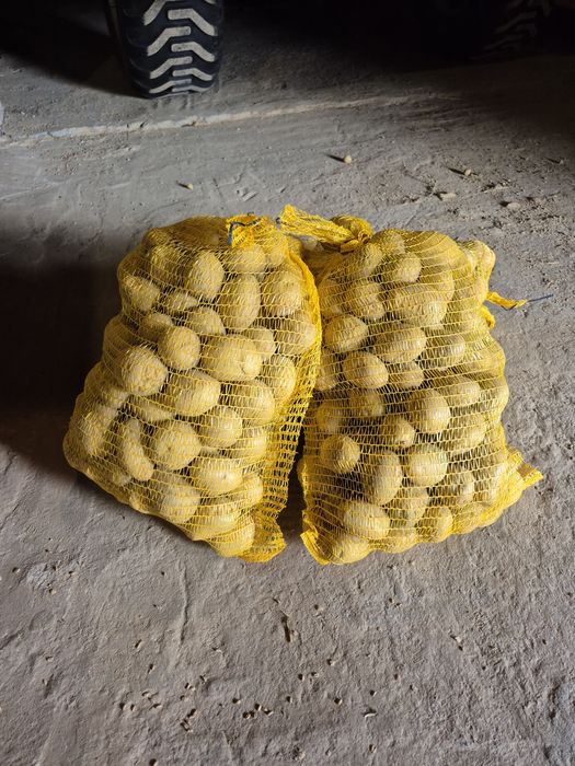 Sprzedam ziemniaki Gala I Soraya