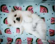 Piesek Szpic Miniaturowy Pomeranian