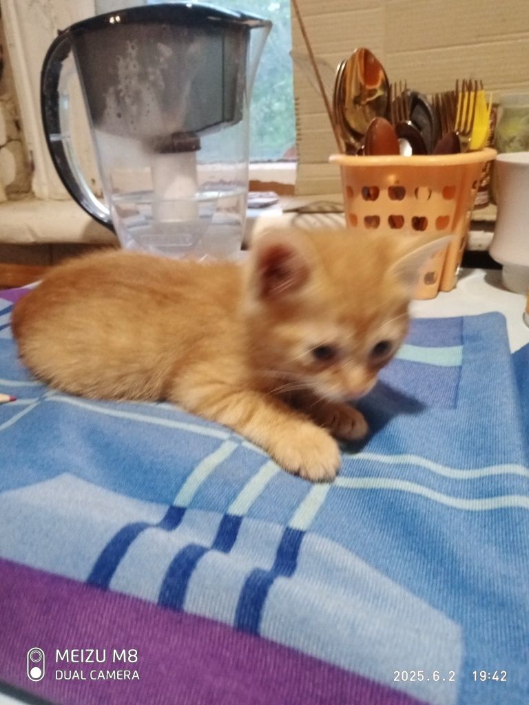 Котята милые,красивые.
