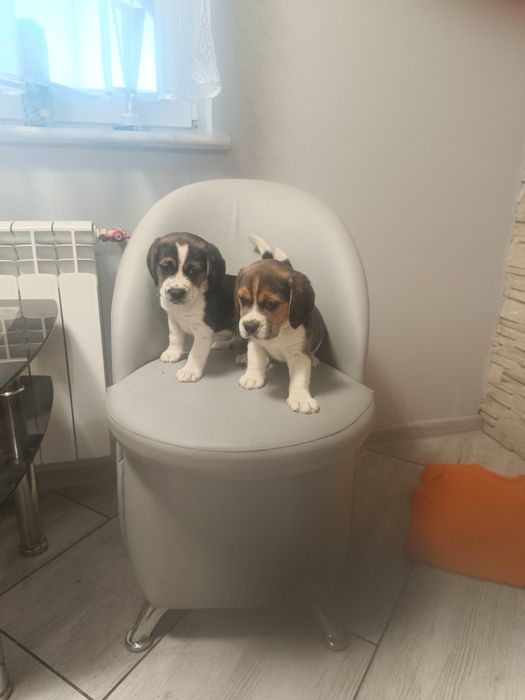 Beagle szczenie piesek