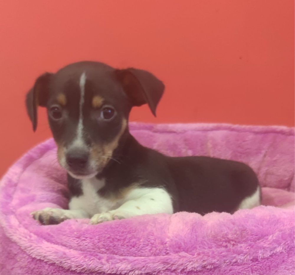 Jack Russell Terrier piesek numer 2