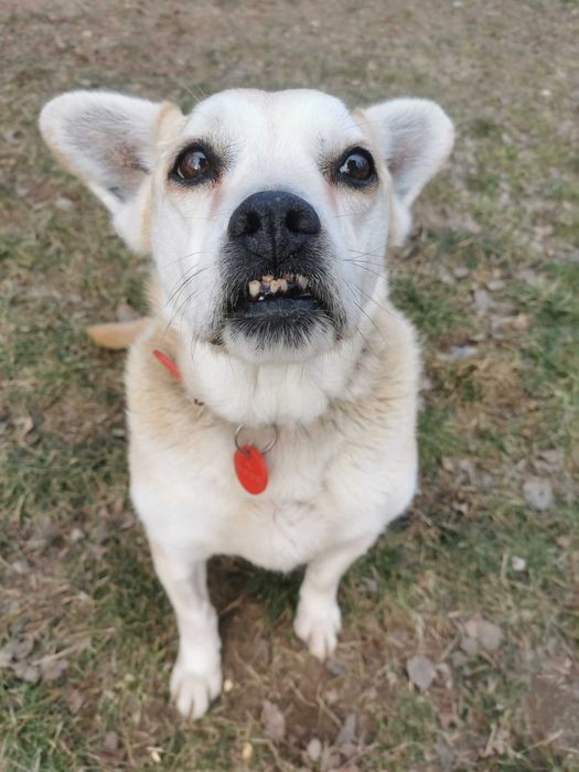 Mazda po 10 latach ponownie w schronisku...czeka na nowy dom!