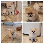 Szpic miniaturowy pomeranian miś xs krem słodziak
