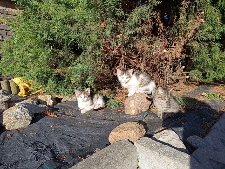 Oddam kotki za darmo