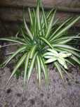 Planta clorofito ou planta-aranha
