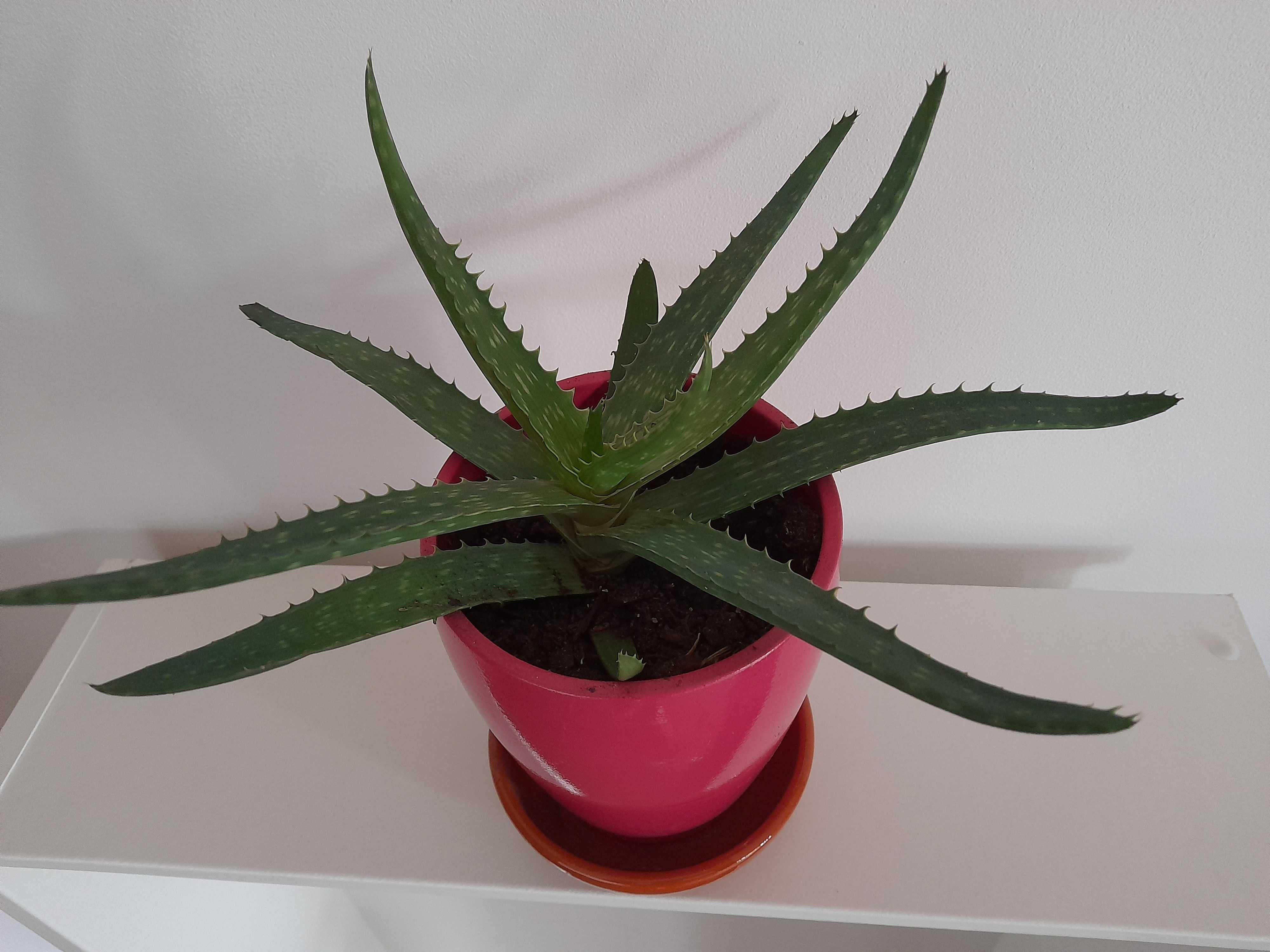 Aloe Vera em vaso