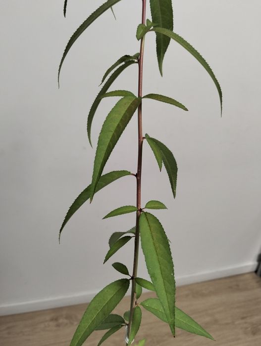 Muda de Platerina