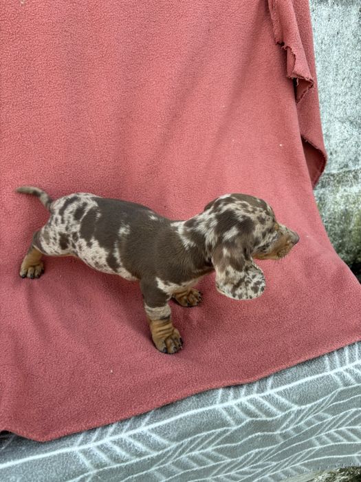 Teckel macho miniatura